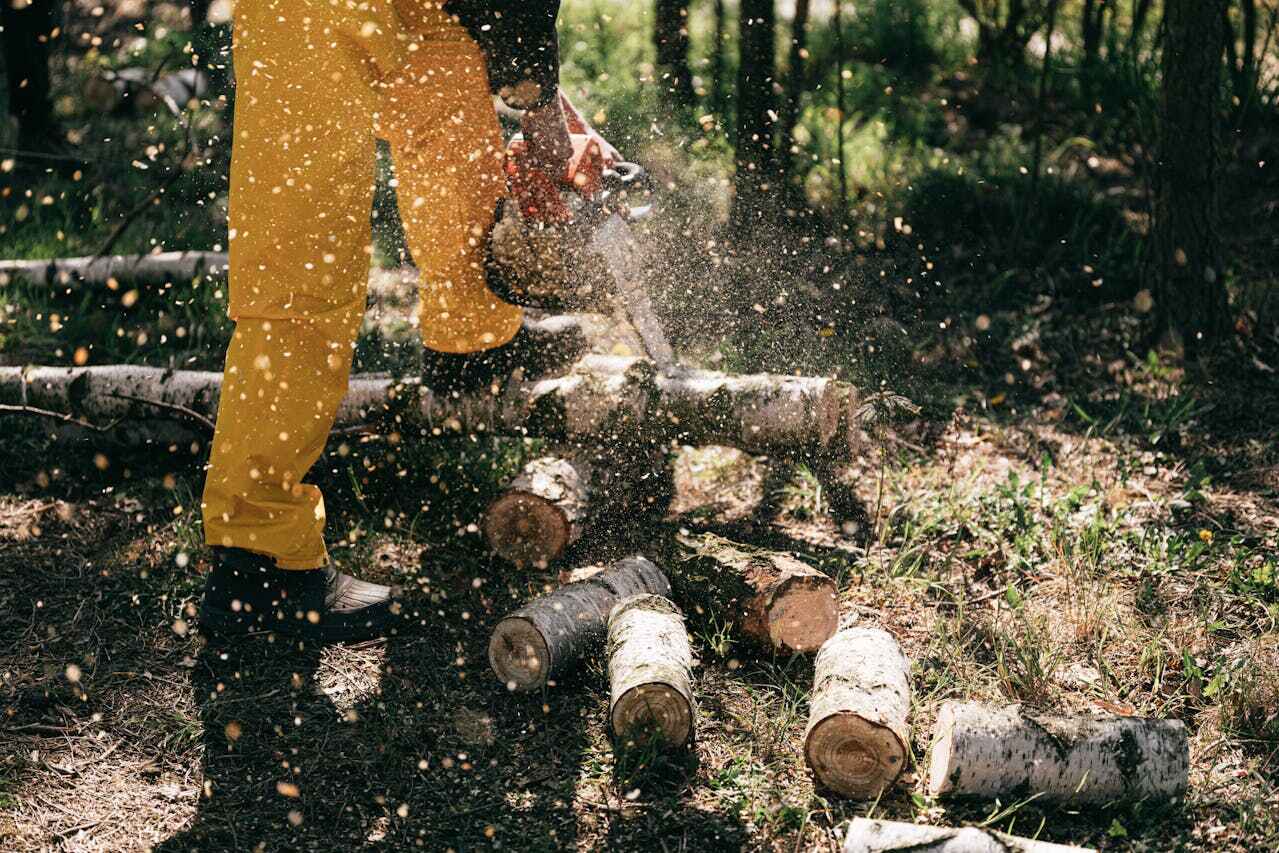 Best Stump Grinding Near Me  in Casey, IL